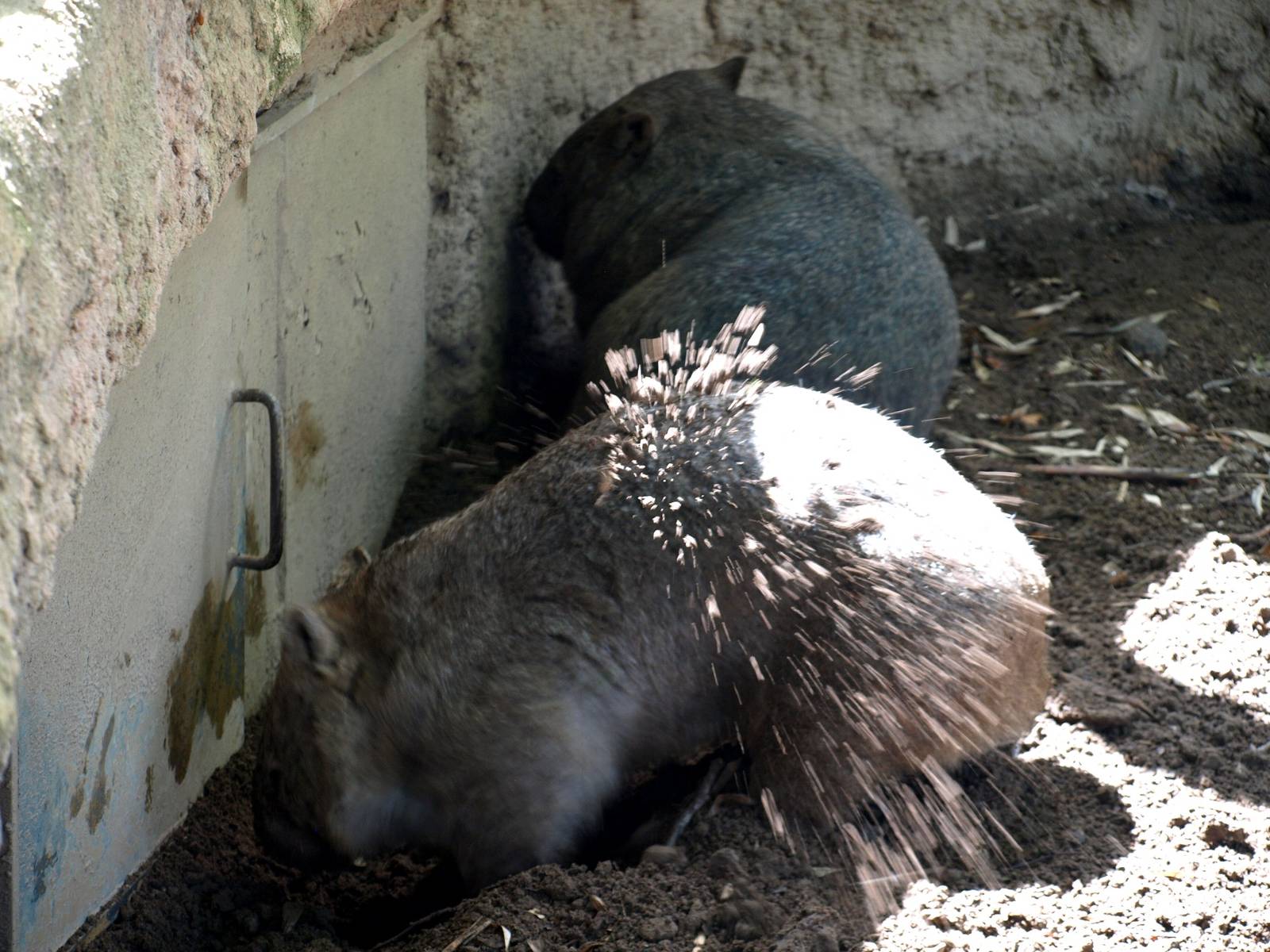 Duisburg Zoo - Common wombats