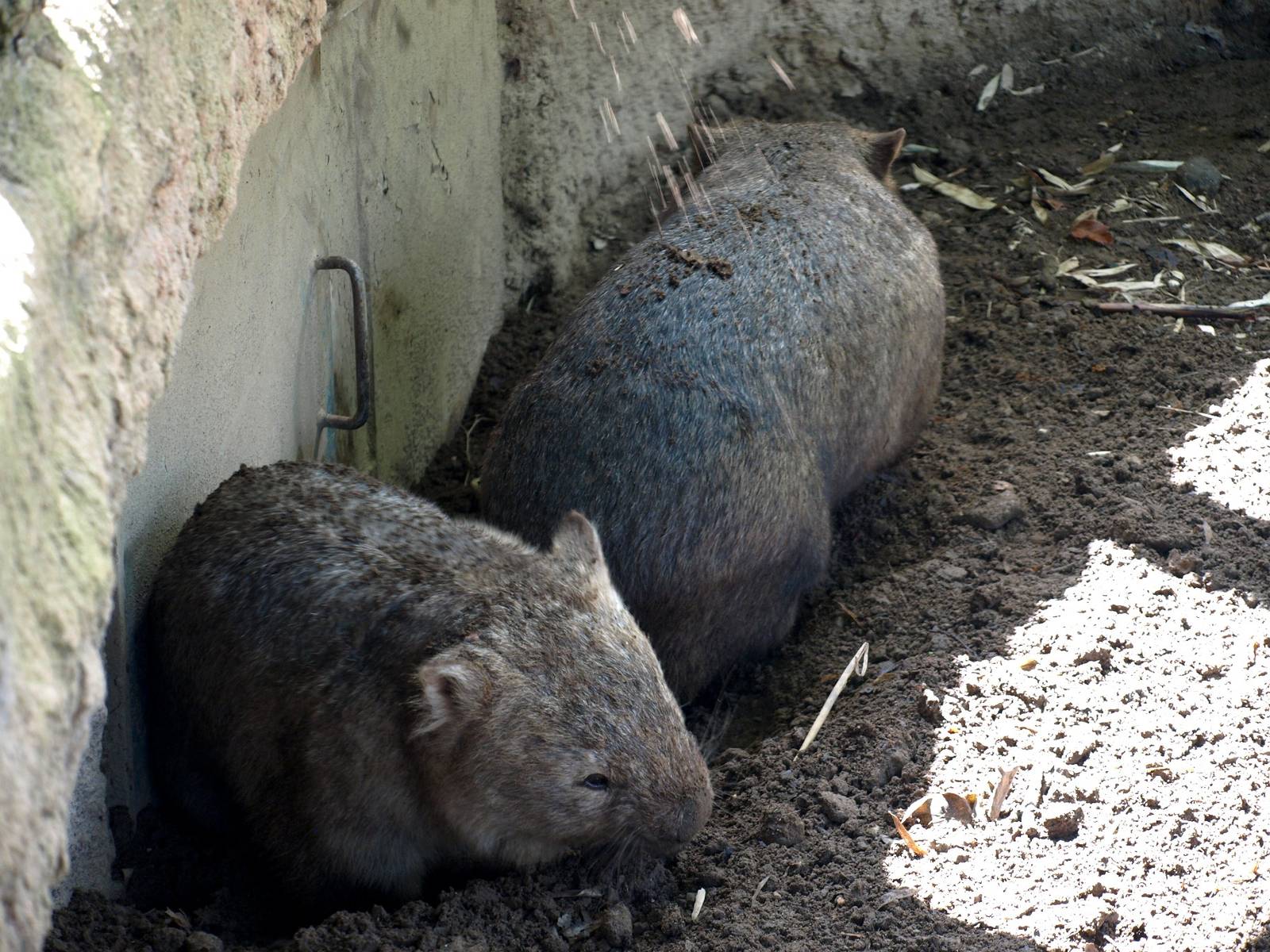 Duisburg Zoo - Common wombats