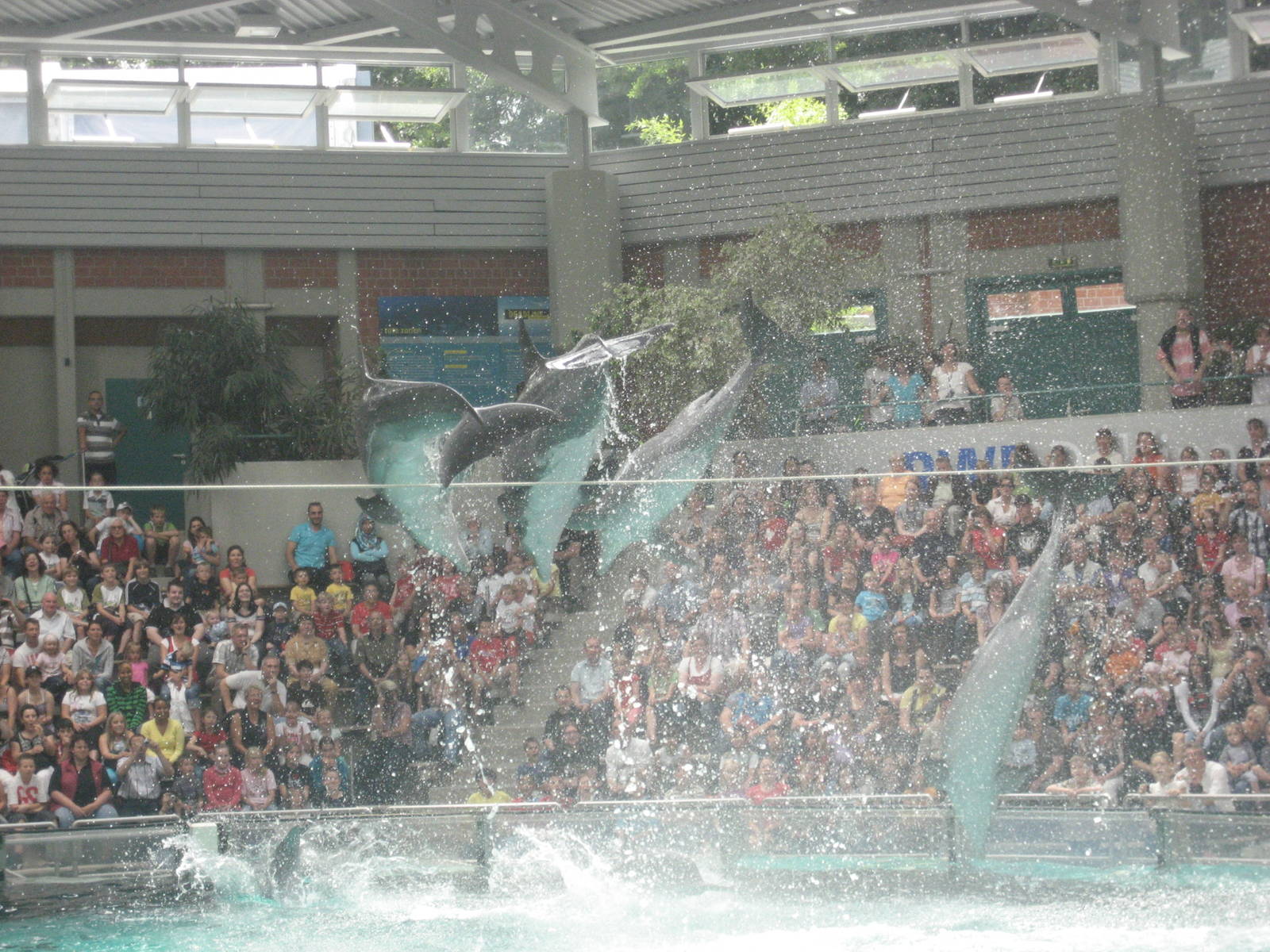 Duisburg Zoo - Dolphin show