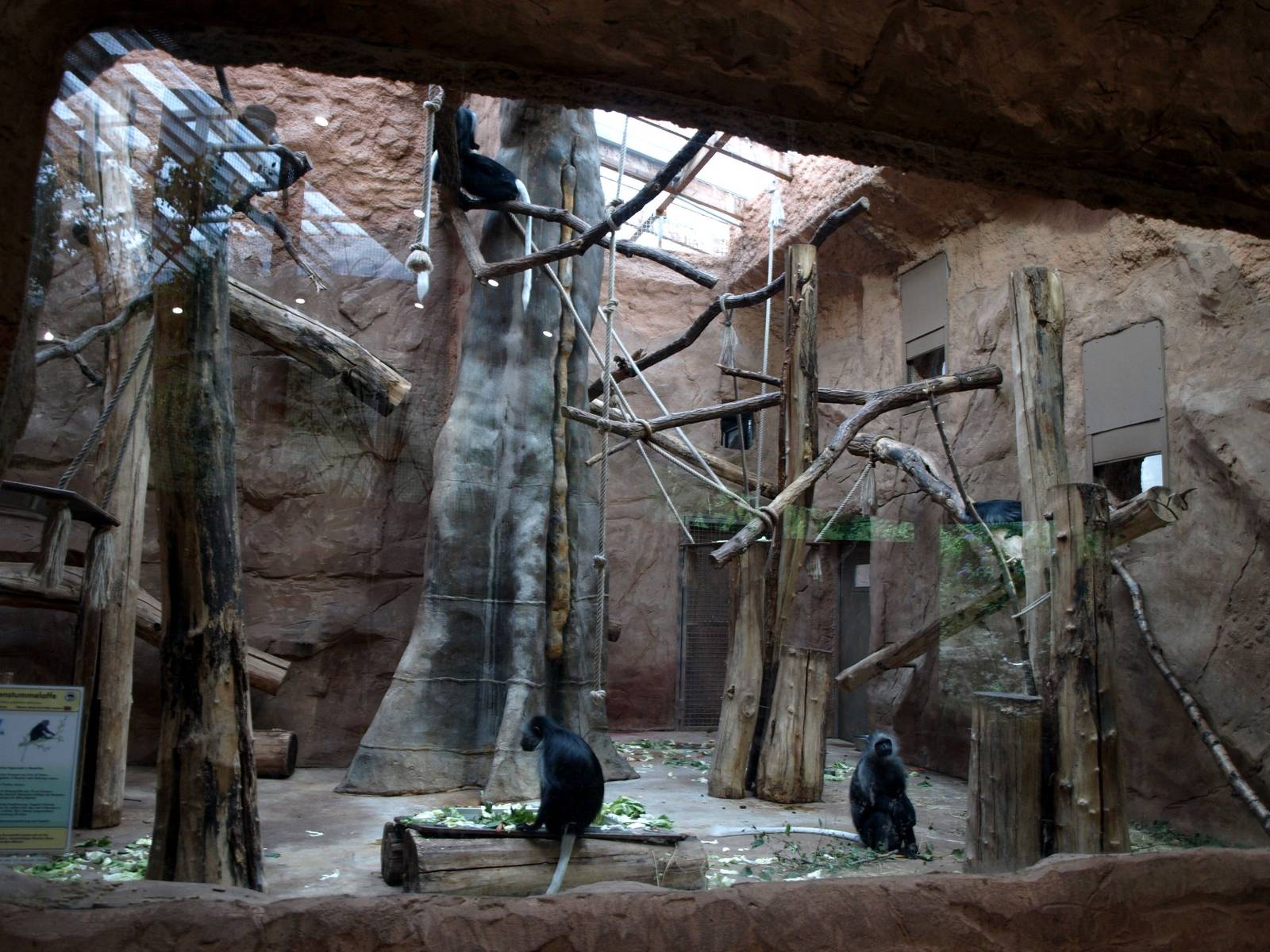 Duisburg Zoo - Equatorium (colobus monkeys)