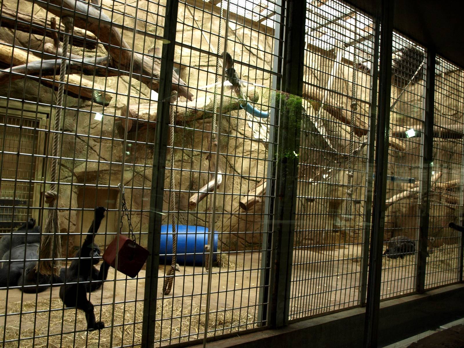 Duisburg Zoo - Equatorium (gorillas)