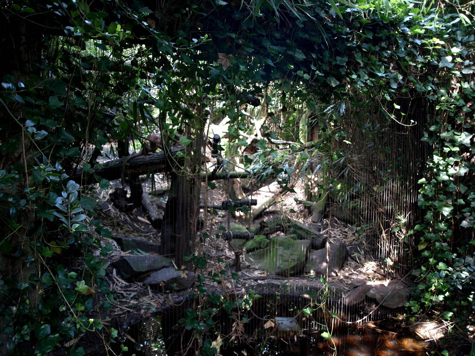 Duisburg Zoo - Fossa exhibit