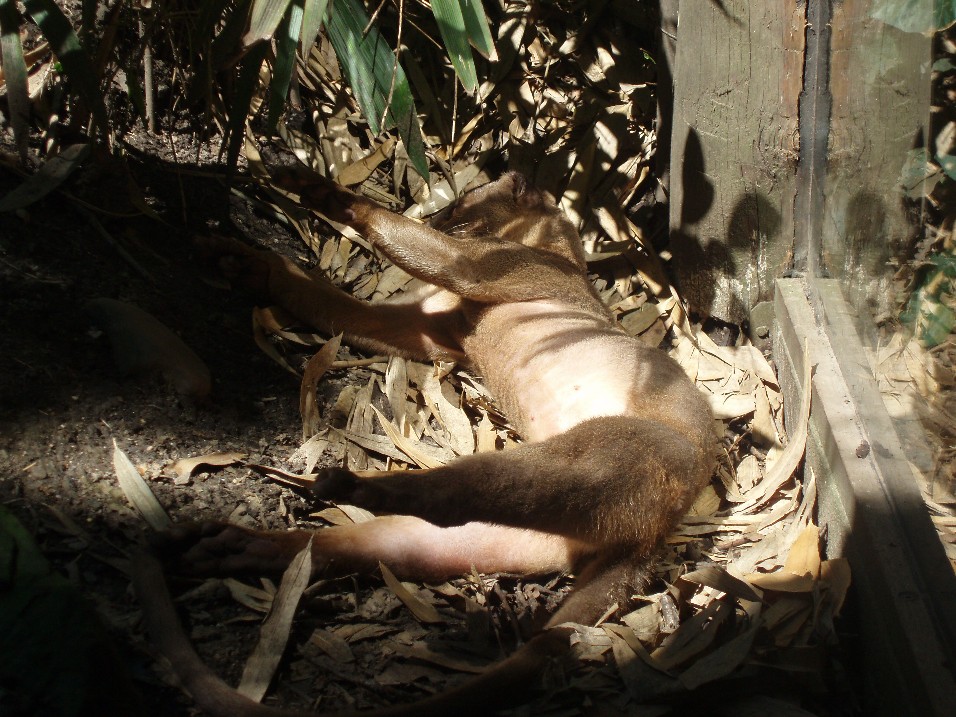 Duisburg Zoo - Fossa