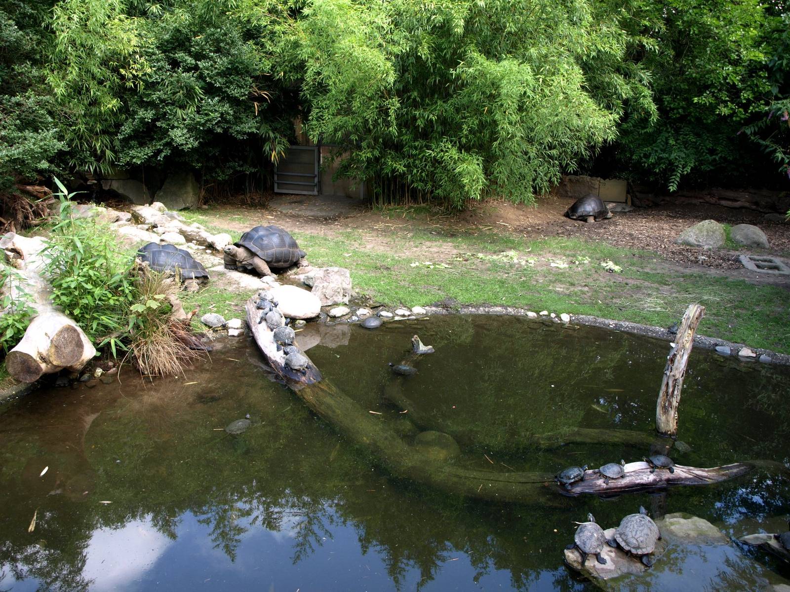 Duisburg Zoo - Giant tortoise exhibit