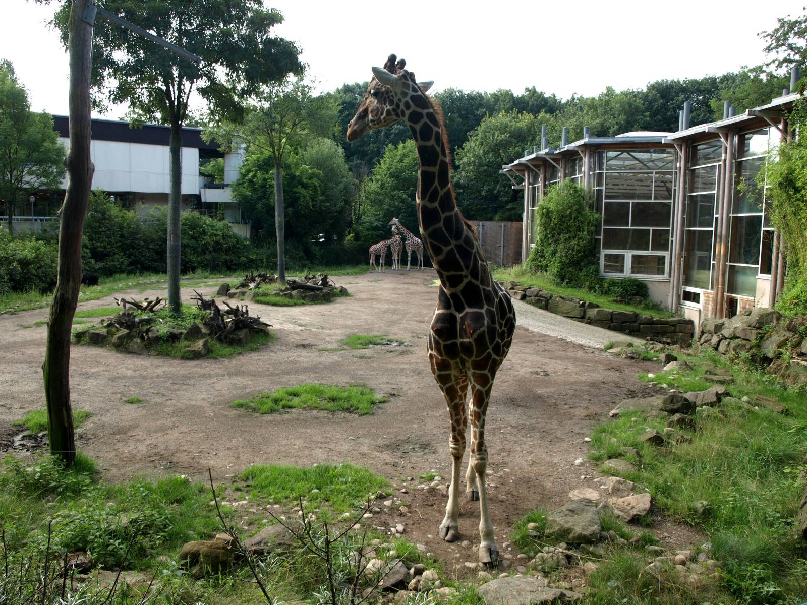 Duisburg Zoo - Giraffe enclosure