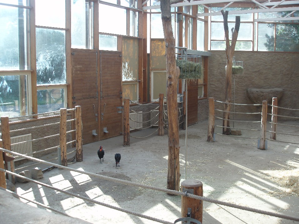 Duisburg Zoo - Giraffe stable