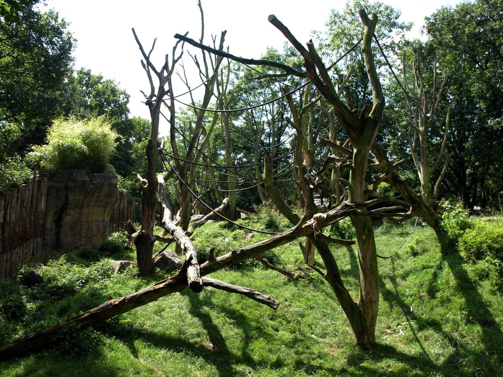 Duisburg Zoo - Gorilla Bush