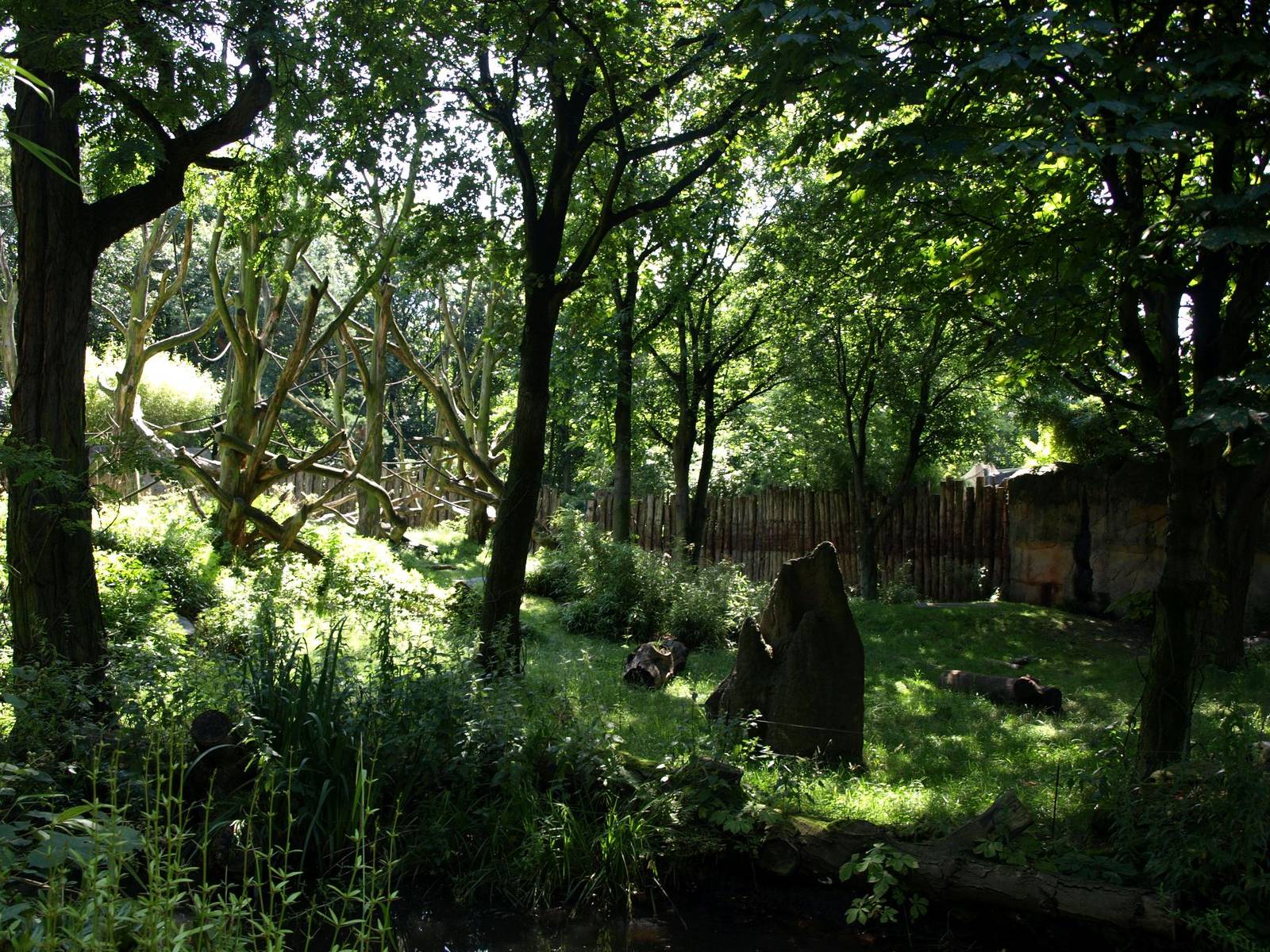 Duisburg Zoo - Gorilla Bush