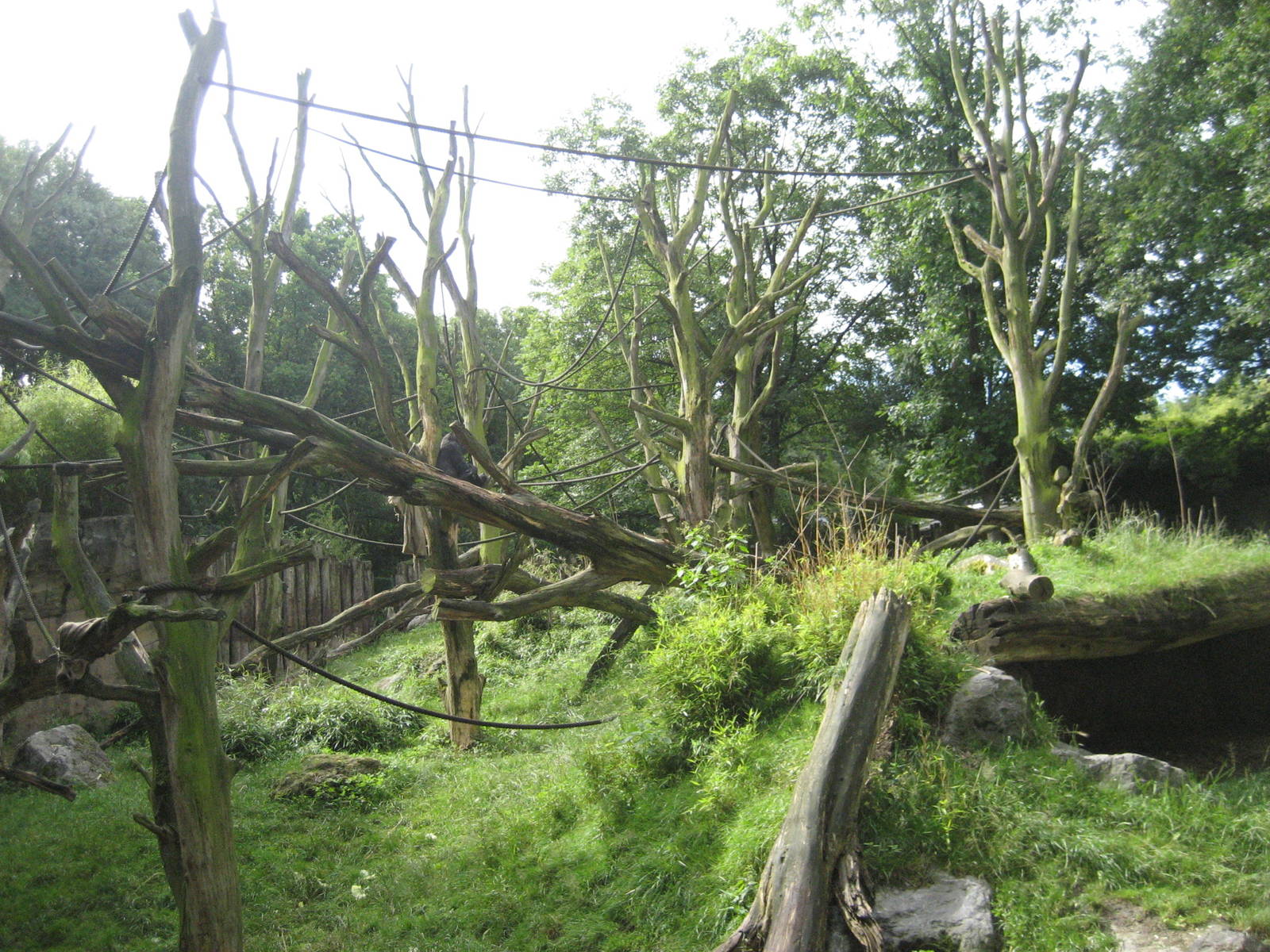 Duisburg Zoo - Gorilla exhibit