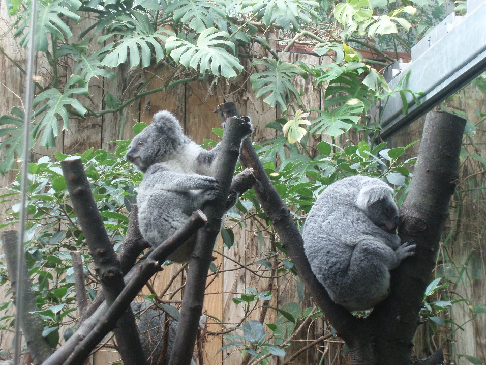 Duisburg Zoo - Koalas