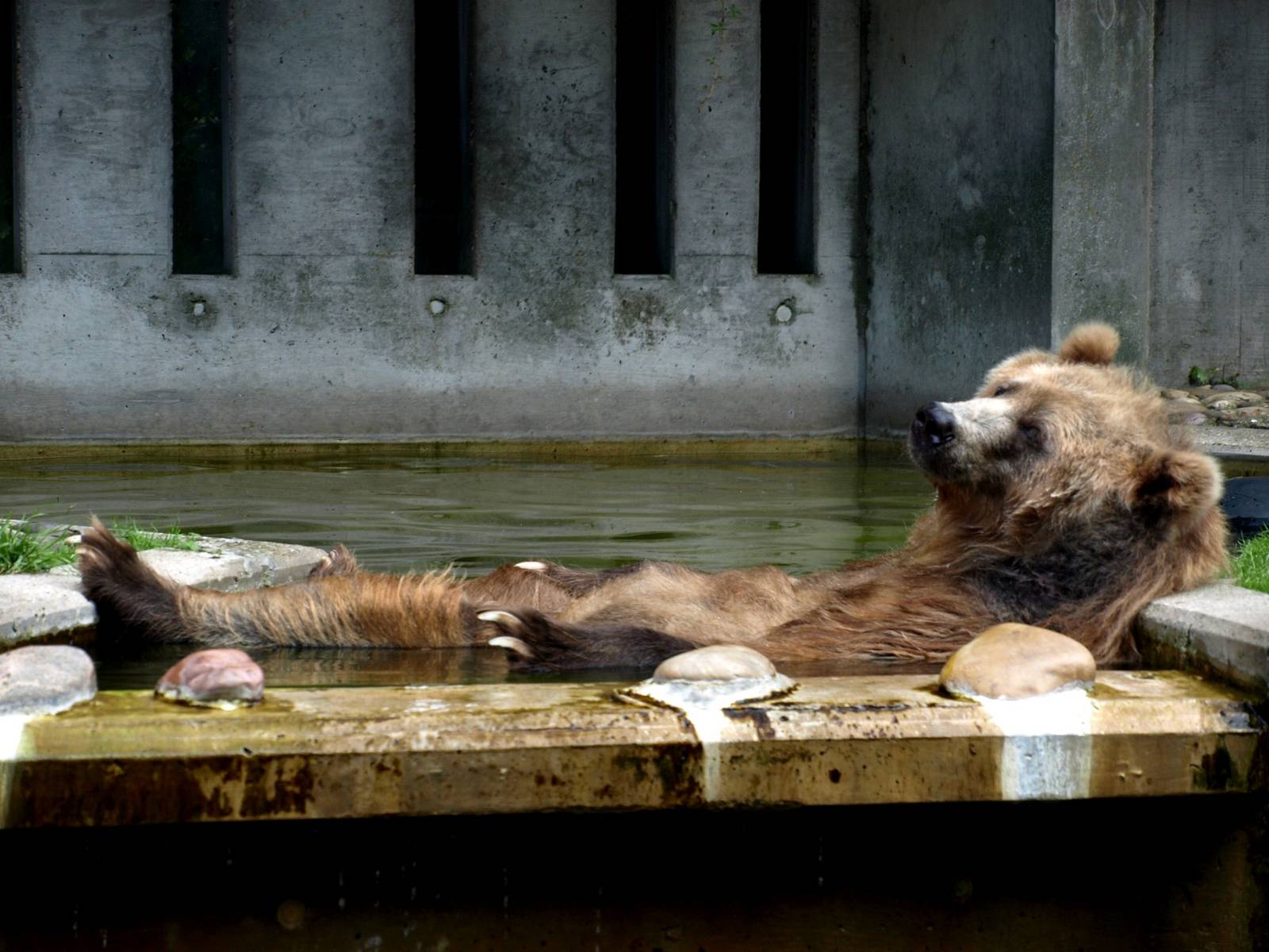 Duisburg Zoo - Kodiak bear