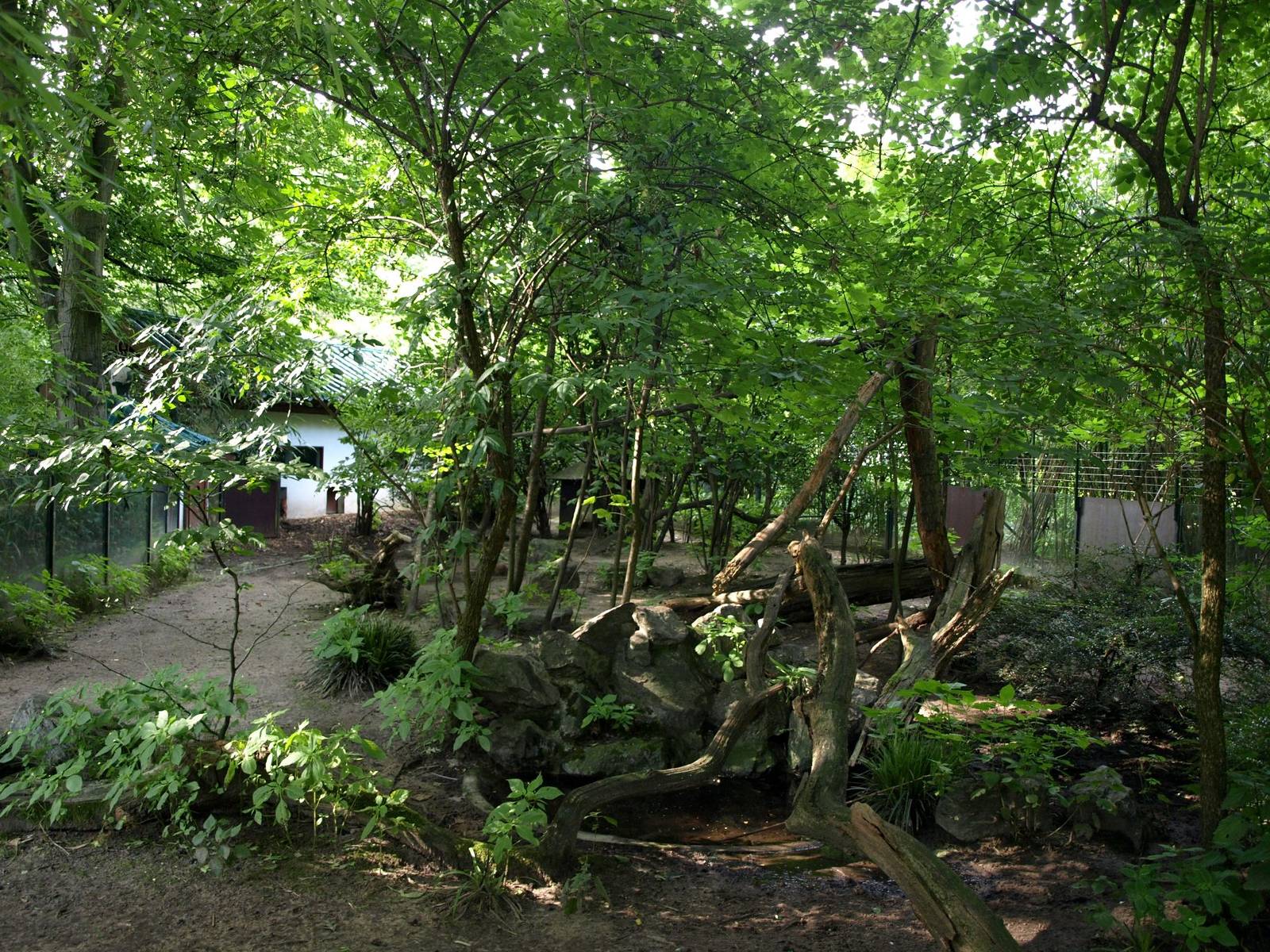 Duisburg Zoo - Muntjac exhibit
