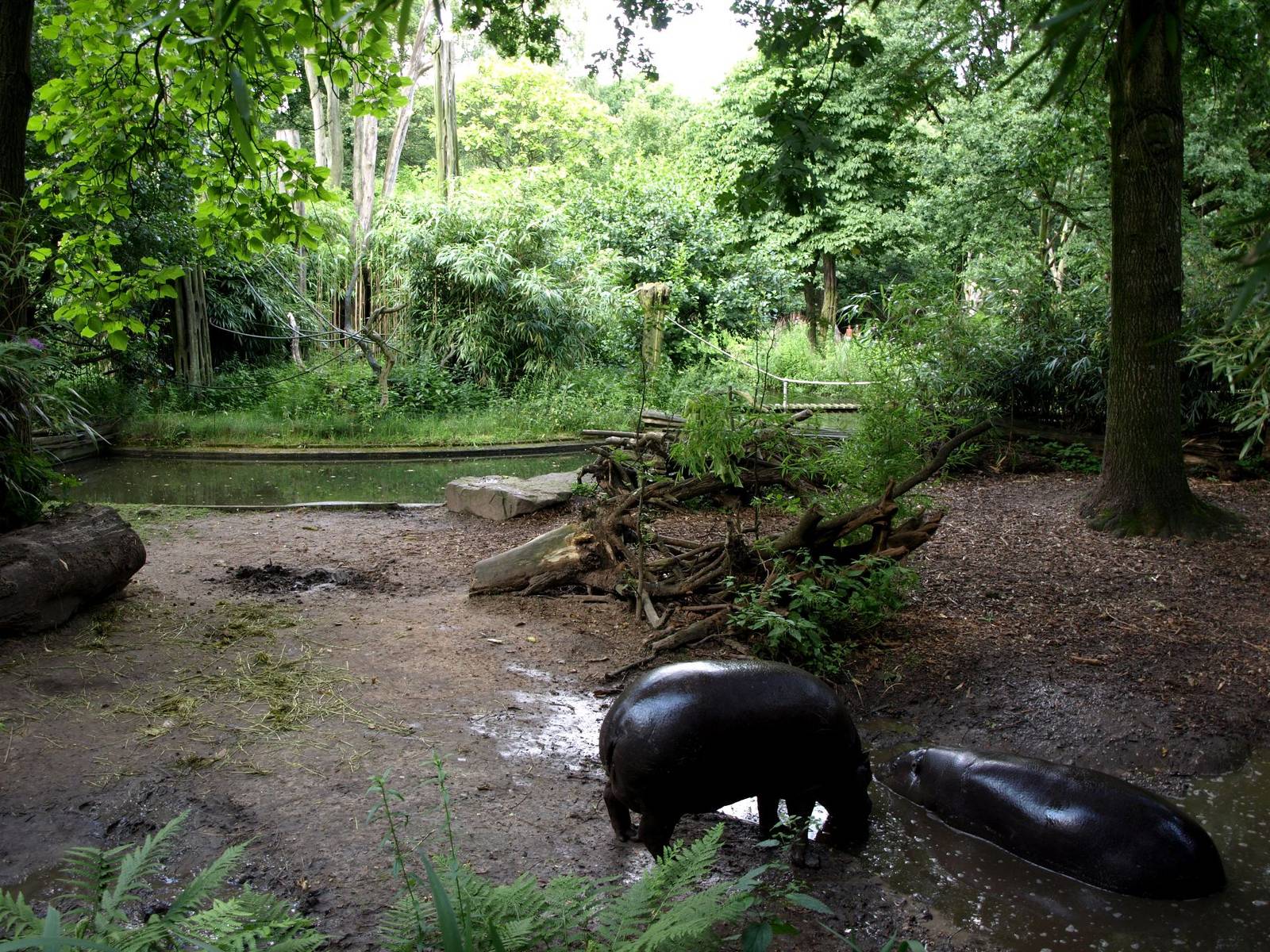 Duisburg Zoo - Pygmy hippo exhibit