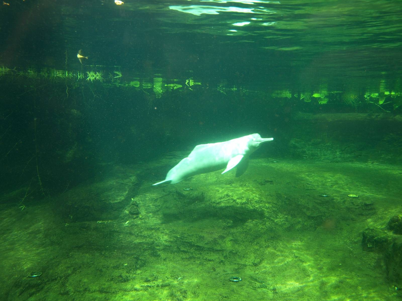 Duisburg Zoo - Rio Negro (boto)