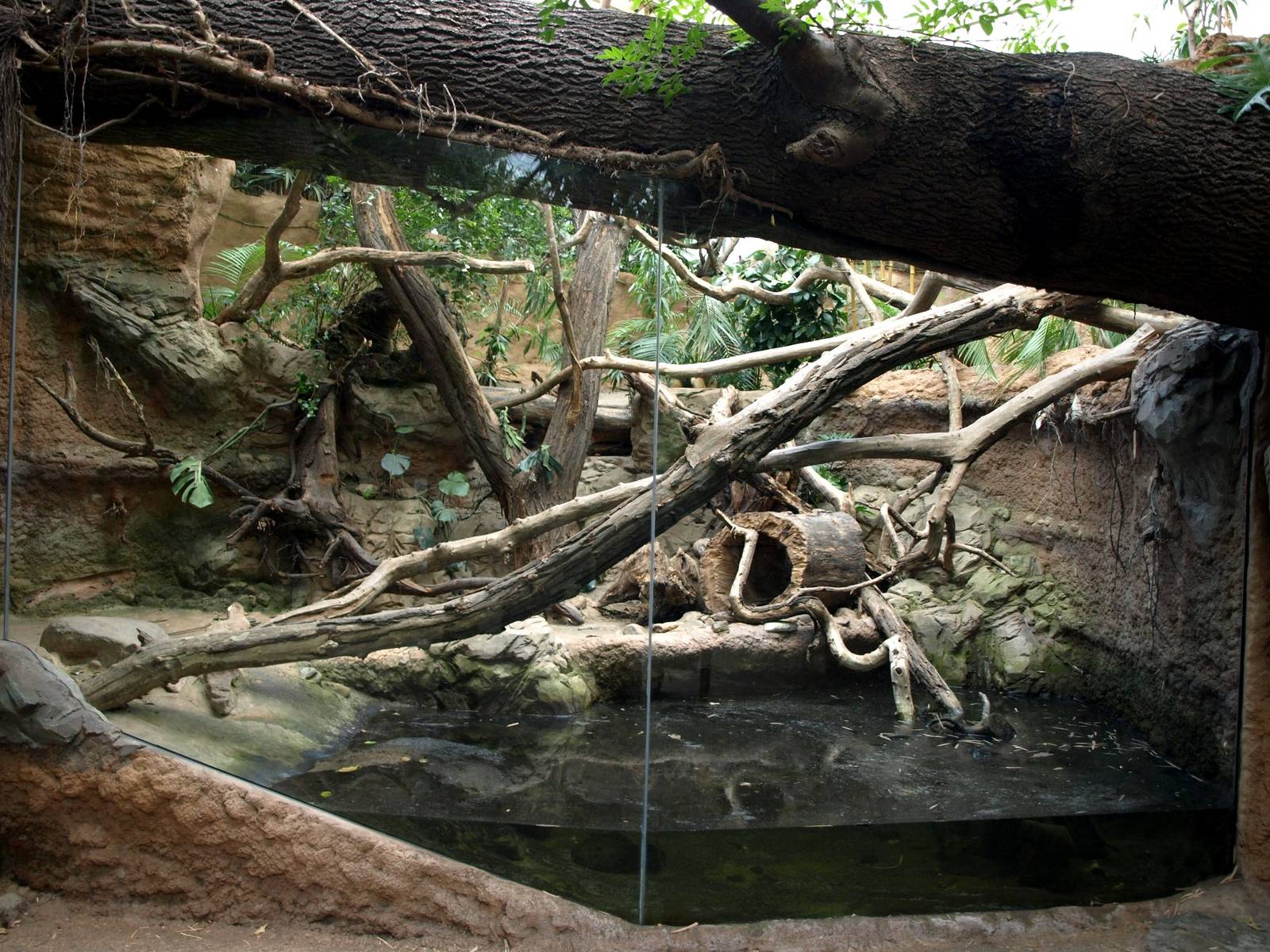 Duisburg Zoo - Rio Negro (tamandua)