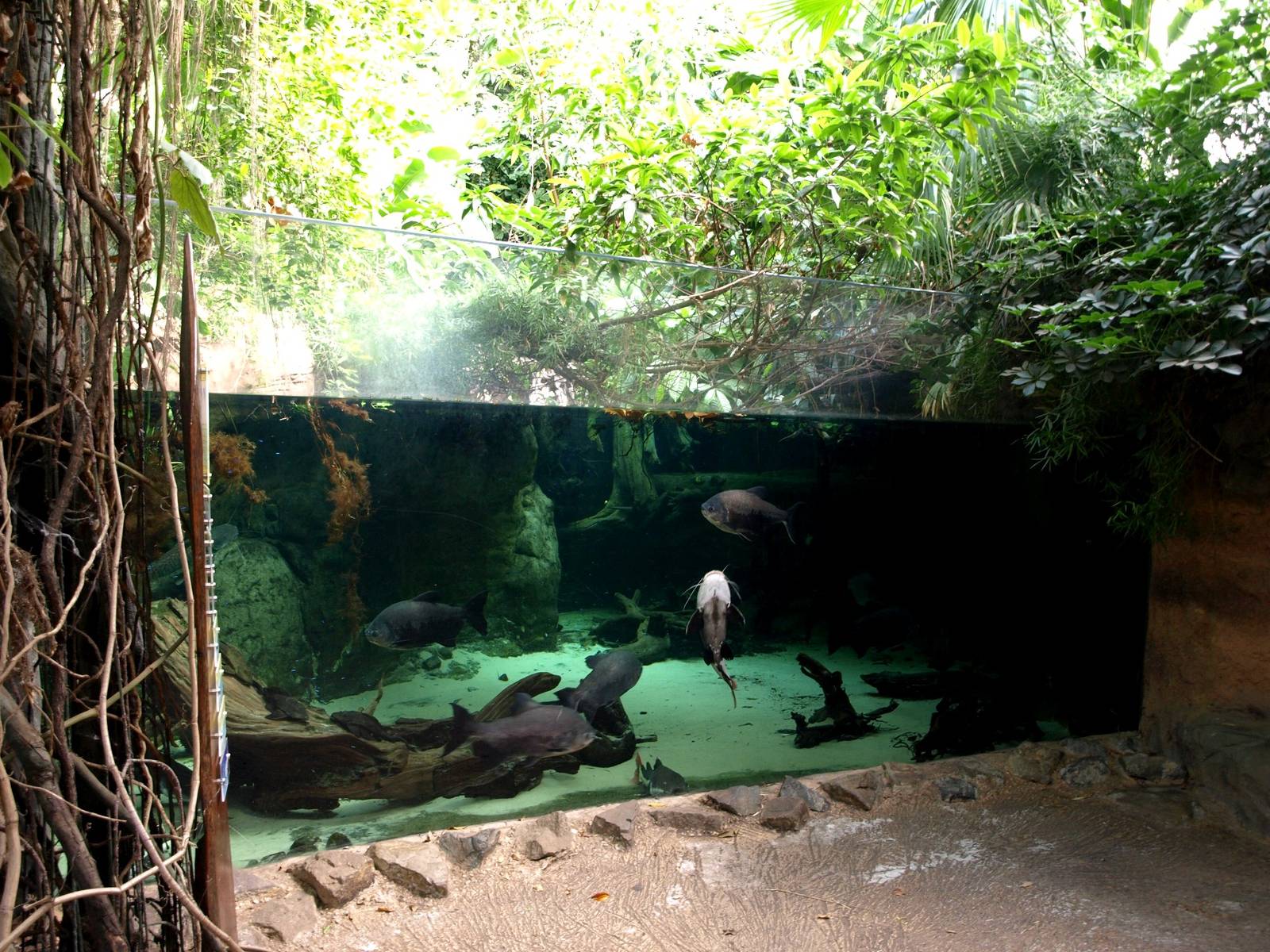 Duisburg Zoo - Rio Negro