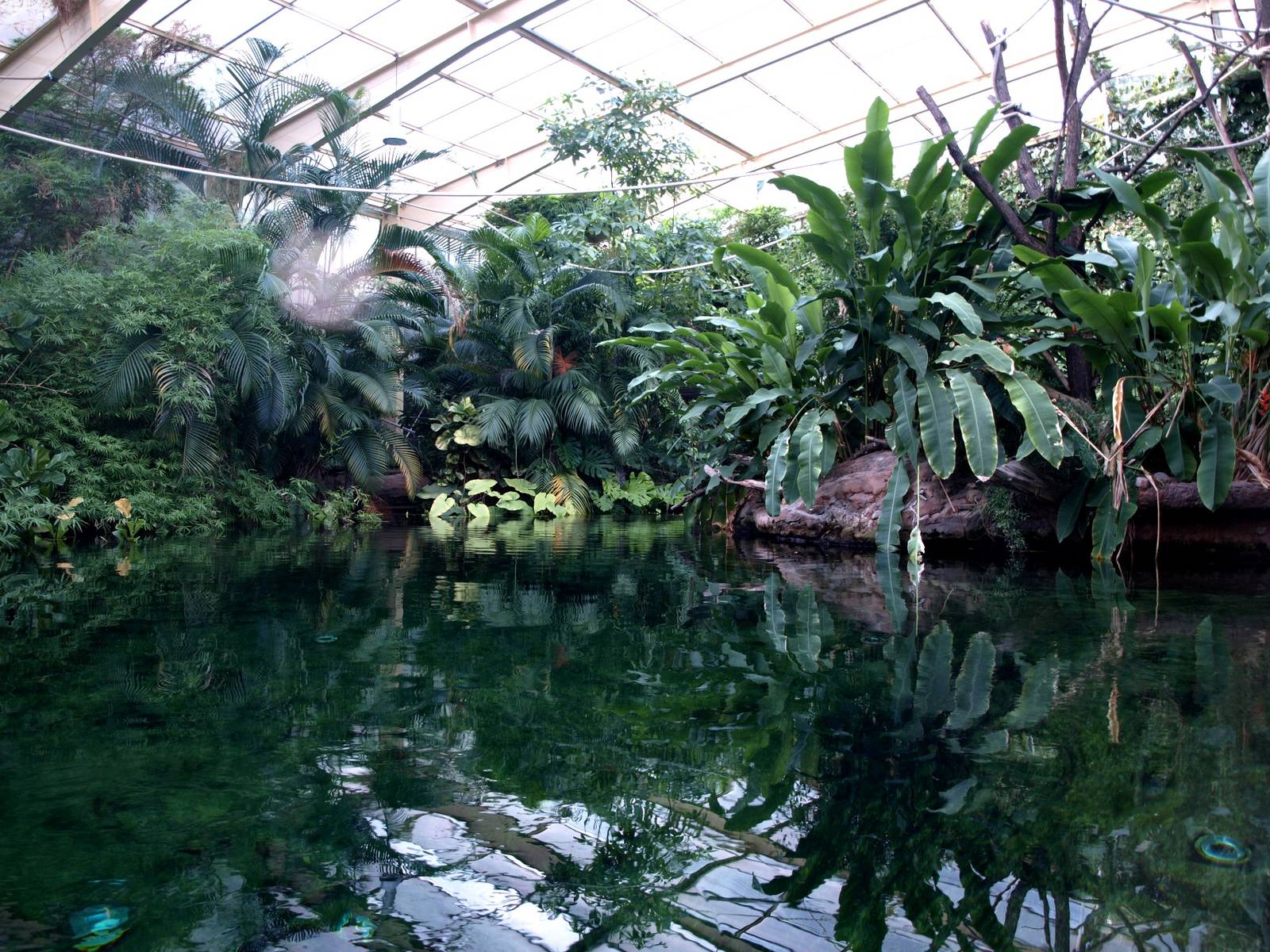 Duisburg Zoo - Rio Negro