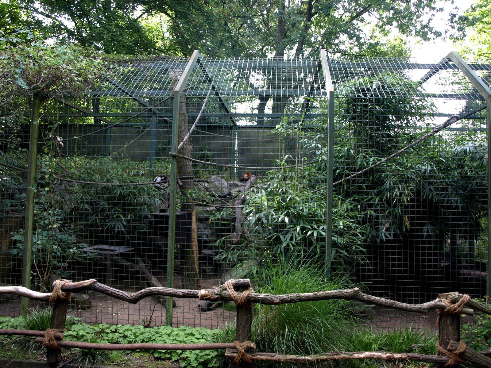 Duisburg Zoo - Ruffed lemur exhibit