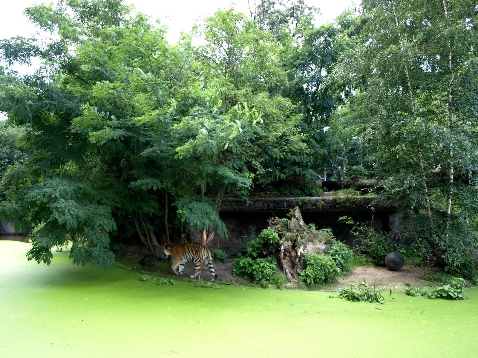 Duisburg Zoo - Tiger exhibit