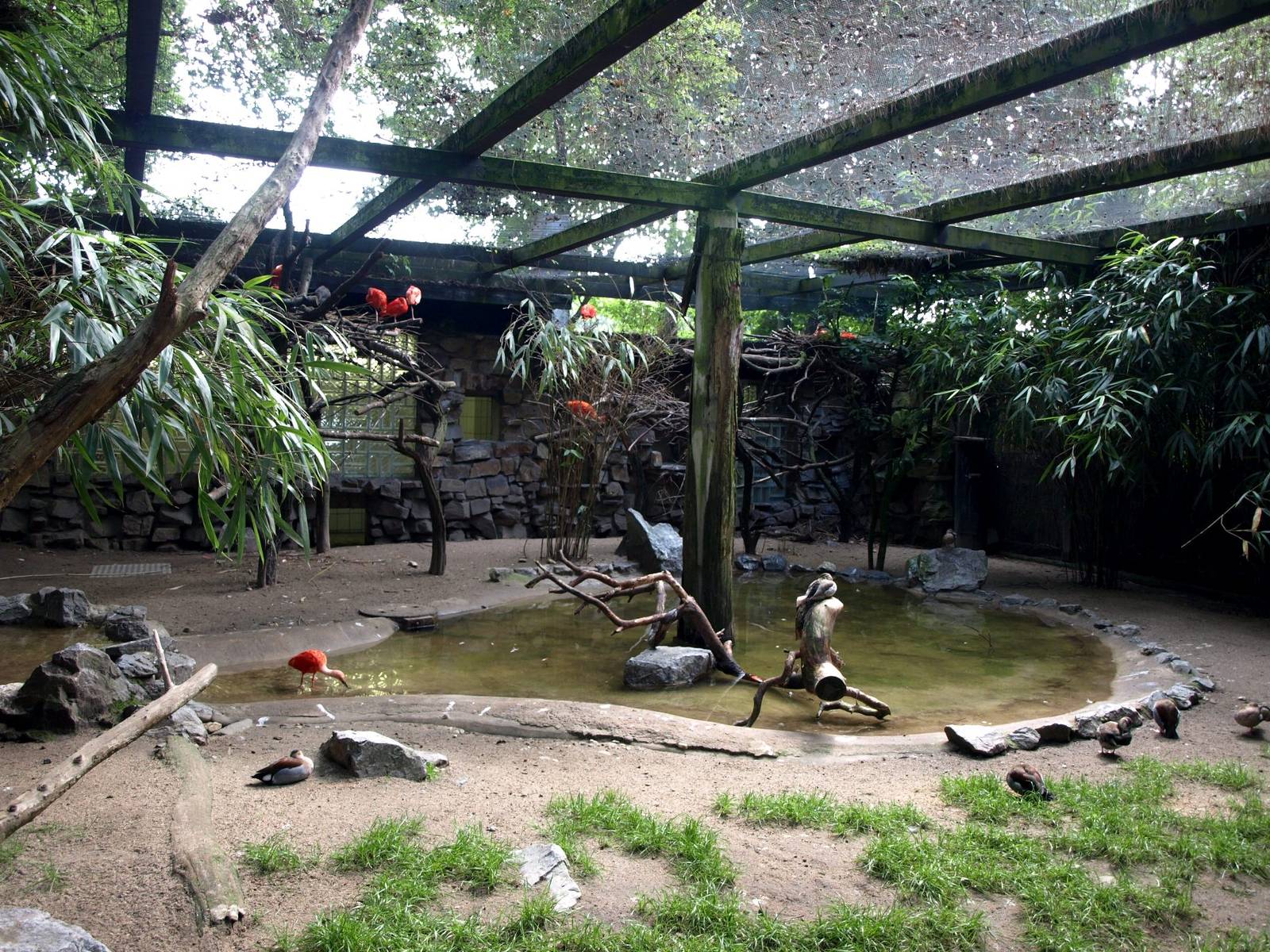 Duisburg Zoo - Walkthrough aviary (South America)