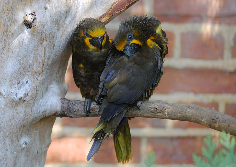 Duivenbode's lories 2005