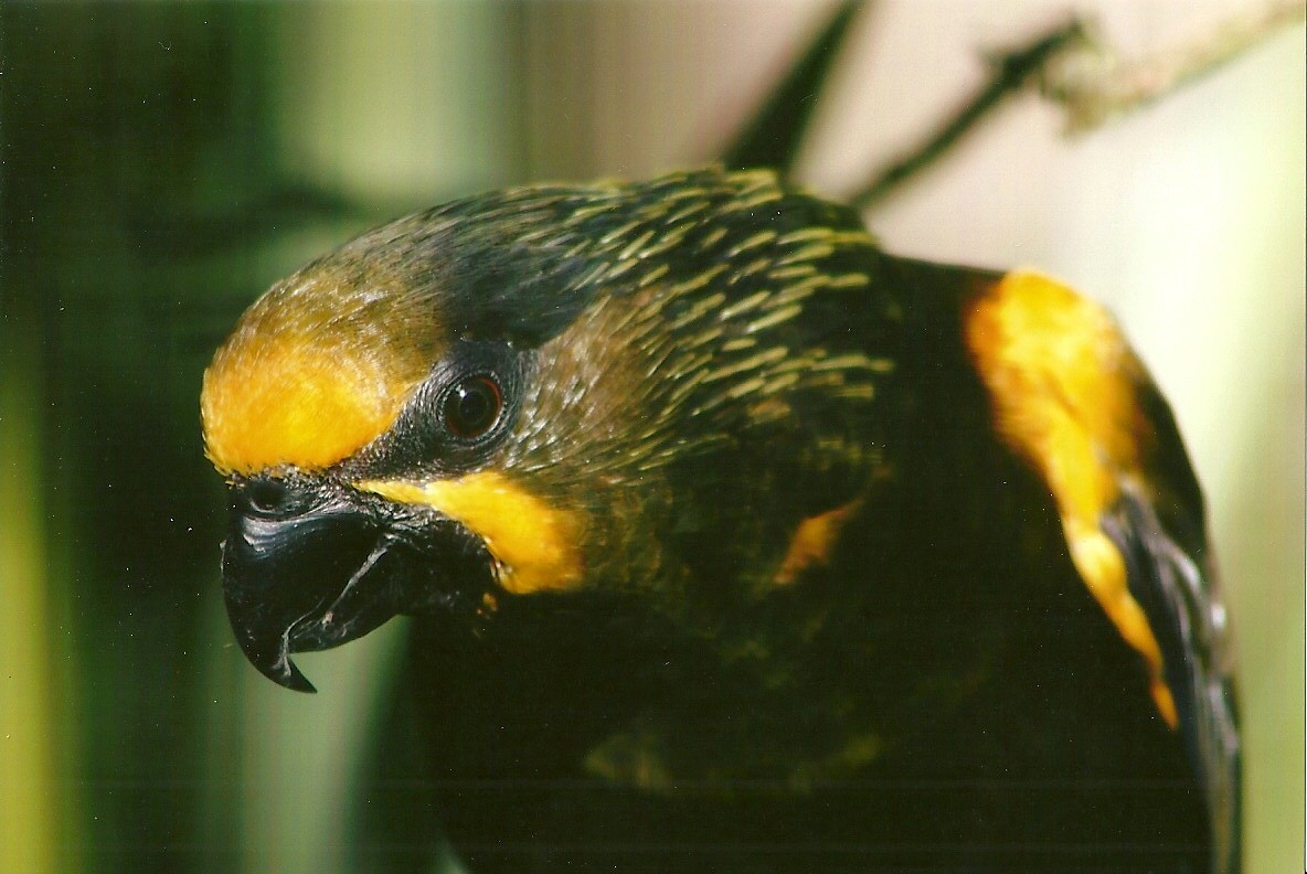 Duivenbode's Lory 13th September 2012