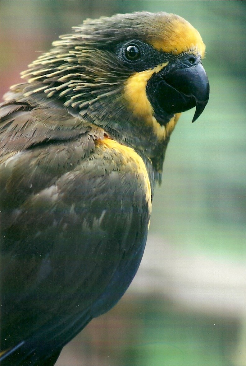 Duivenbode's Lory, 26th September 2013