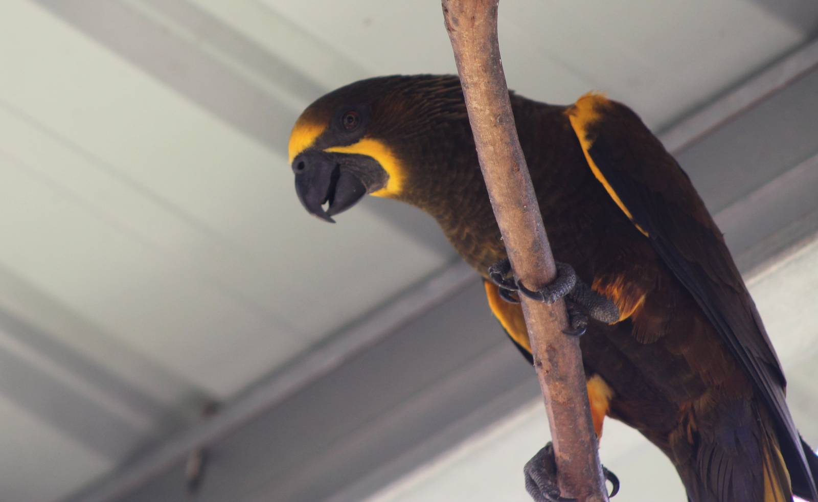 Duivenbode's Lory (Chalcopsitta duivenbodei)