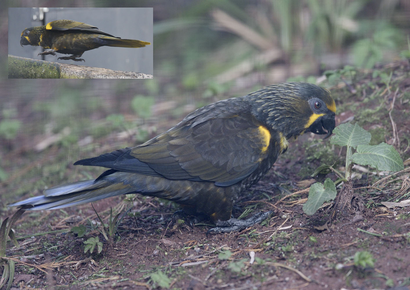 Duivenbode's lory getting worked up