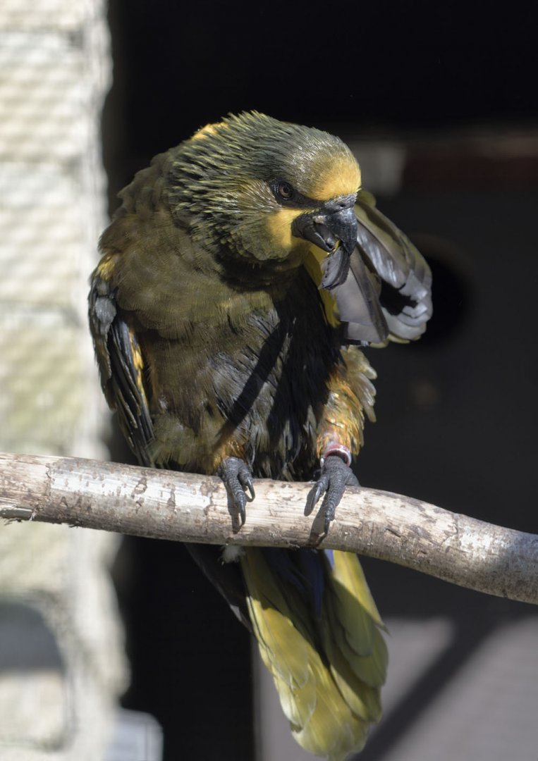 Duivenbode's lory - primary care