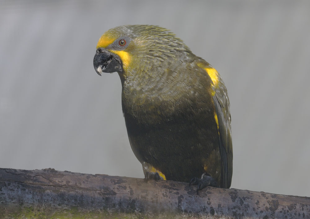 Duivenbode's lory showing its tongue brushes