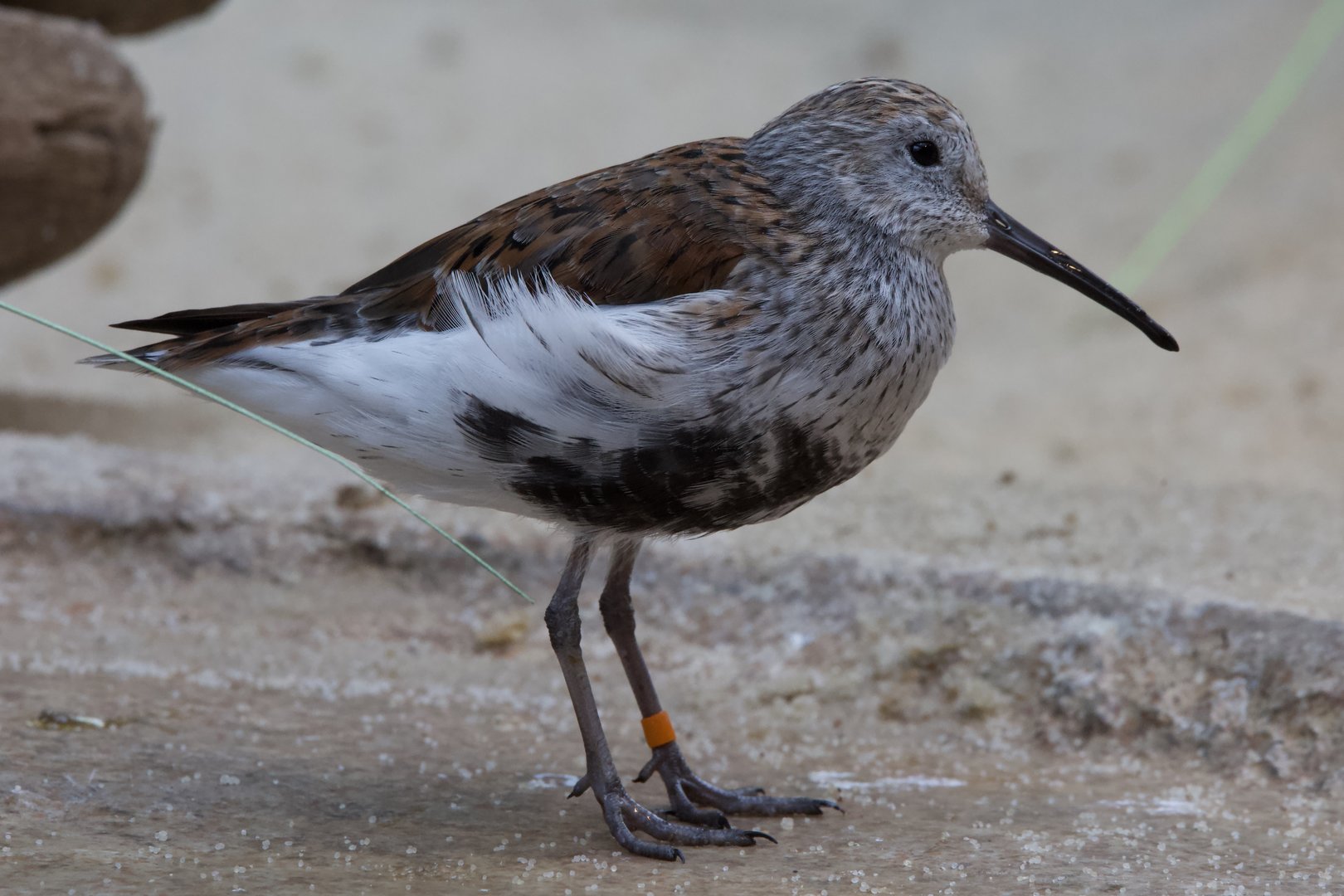 Dulin/ Calidris alpina
