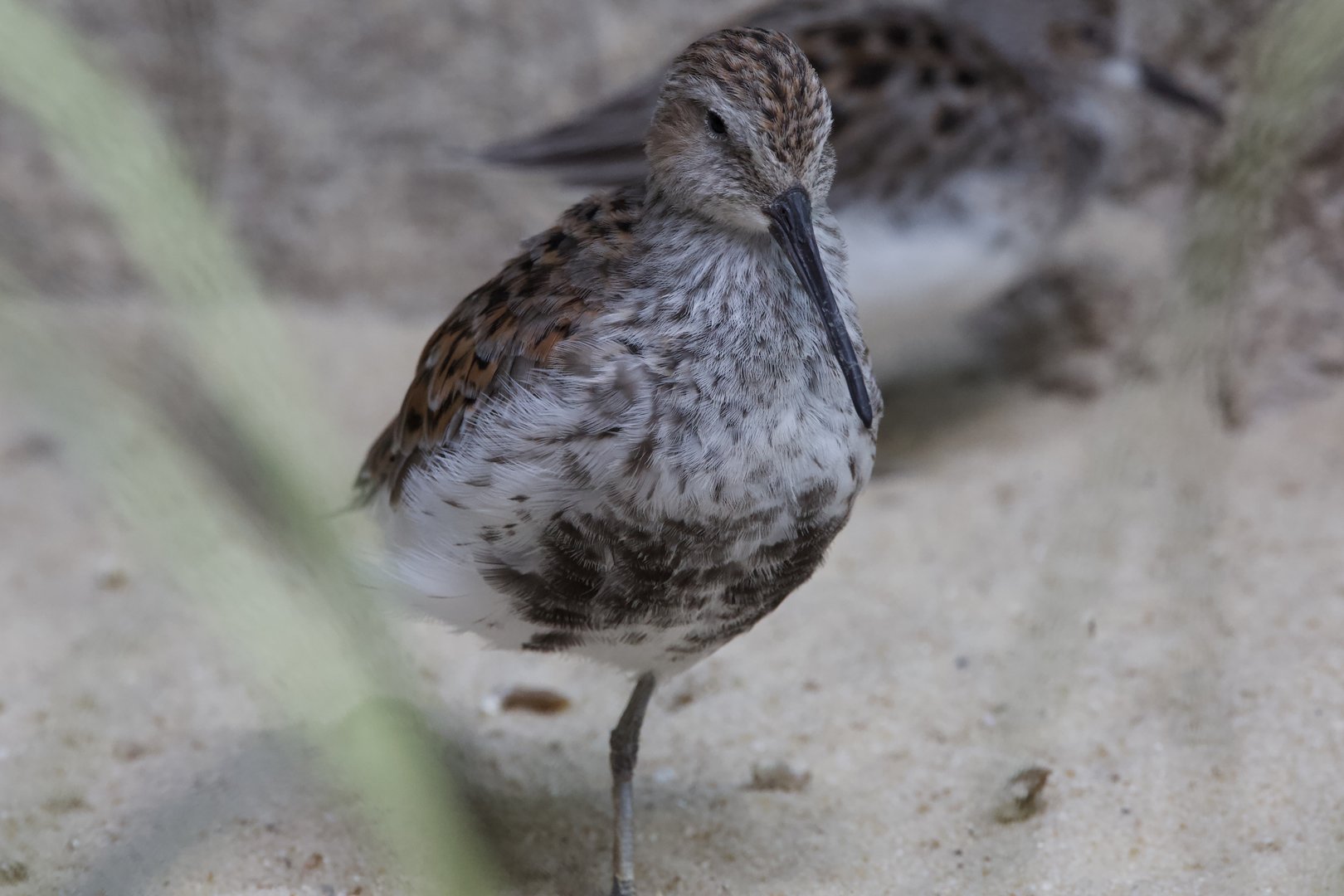 Dulin/ Calidris alpina