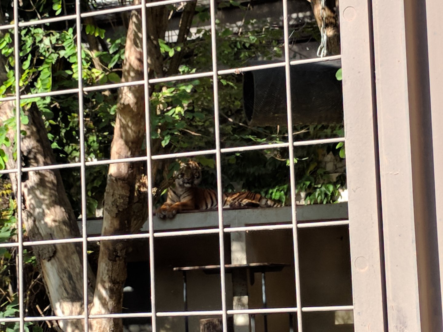 Dumai the sumatran Tiger in her Enclosure
