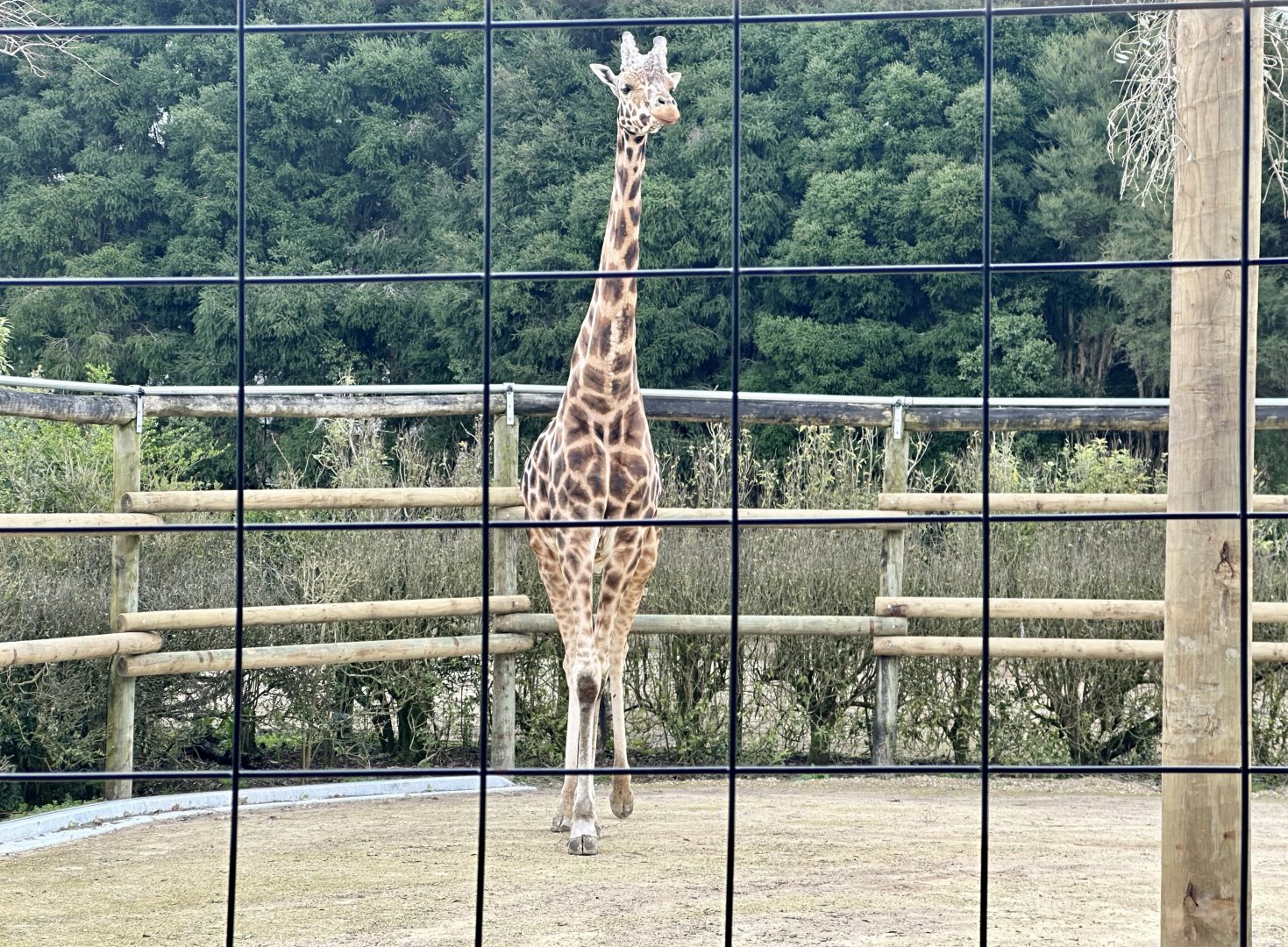 Dume (elderly bull giraffe)