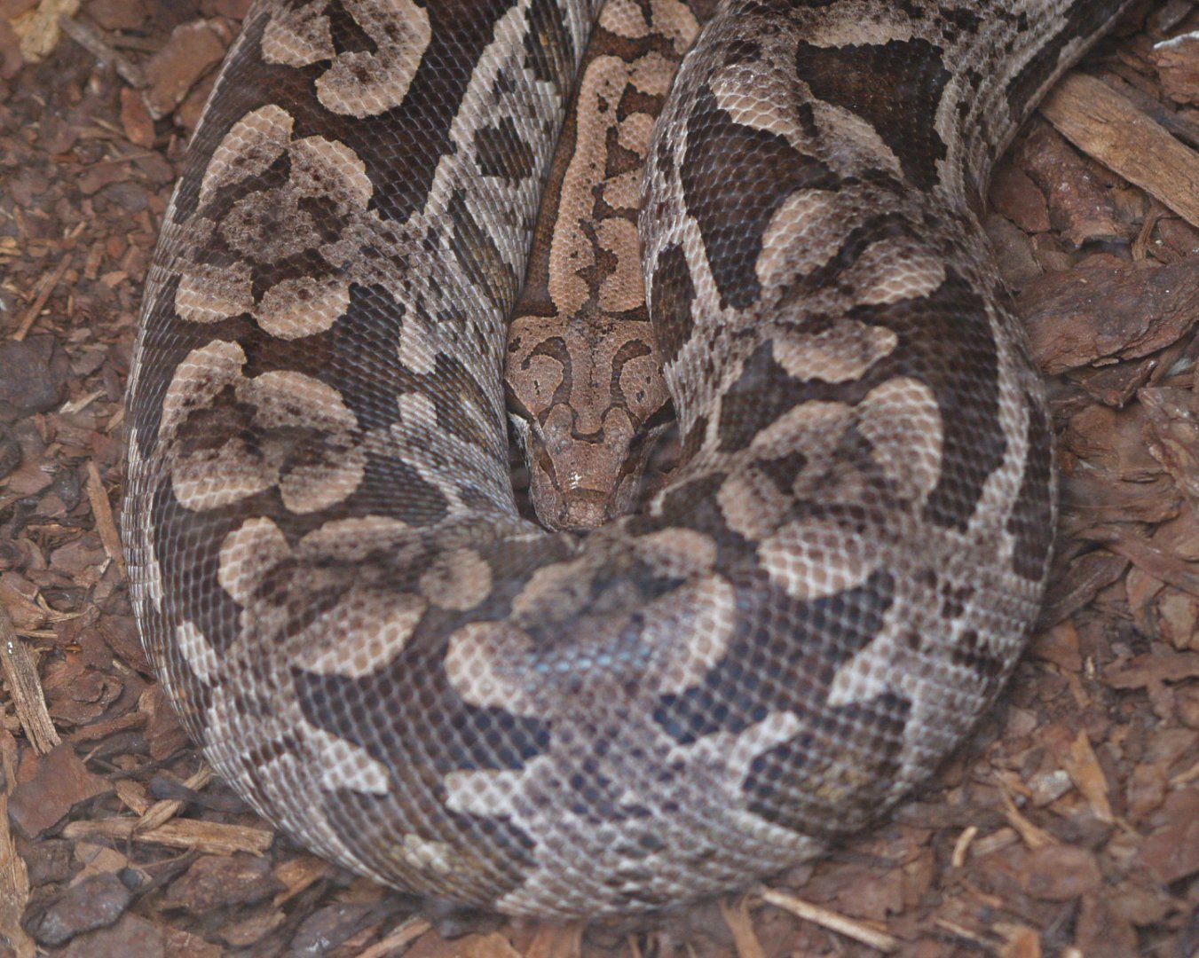 Dumeril's boa (Acrantophis dumerili), 2009-04-19