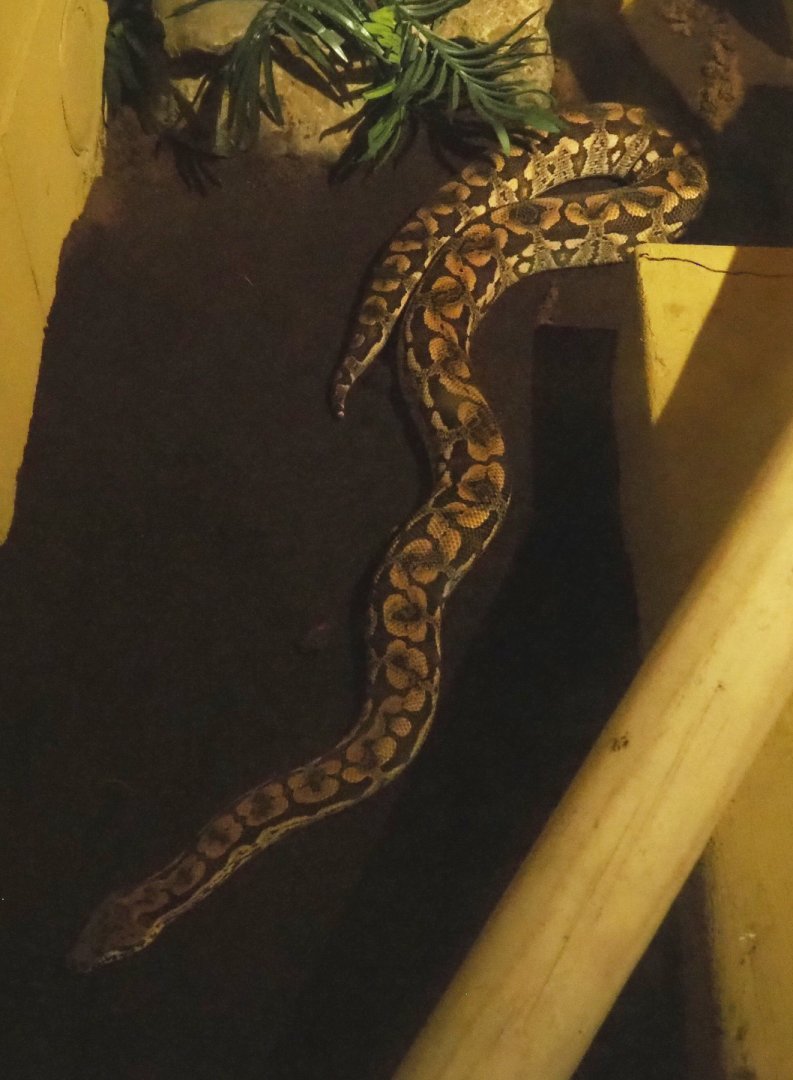 Dumeril's boa (Acrantophis dumerili), 2020-09-12