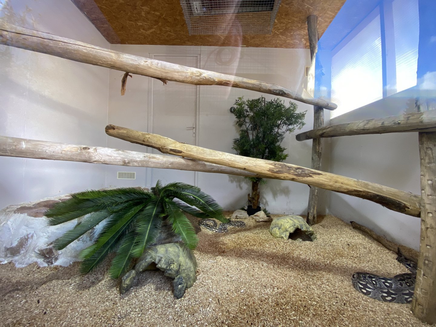 Dumeril's boa (Acrantophis dumerili) exhibit