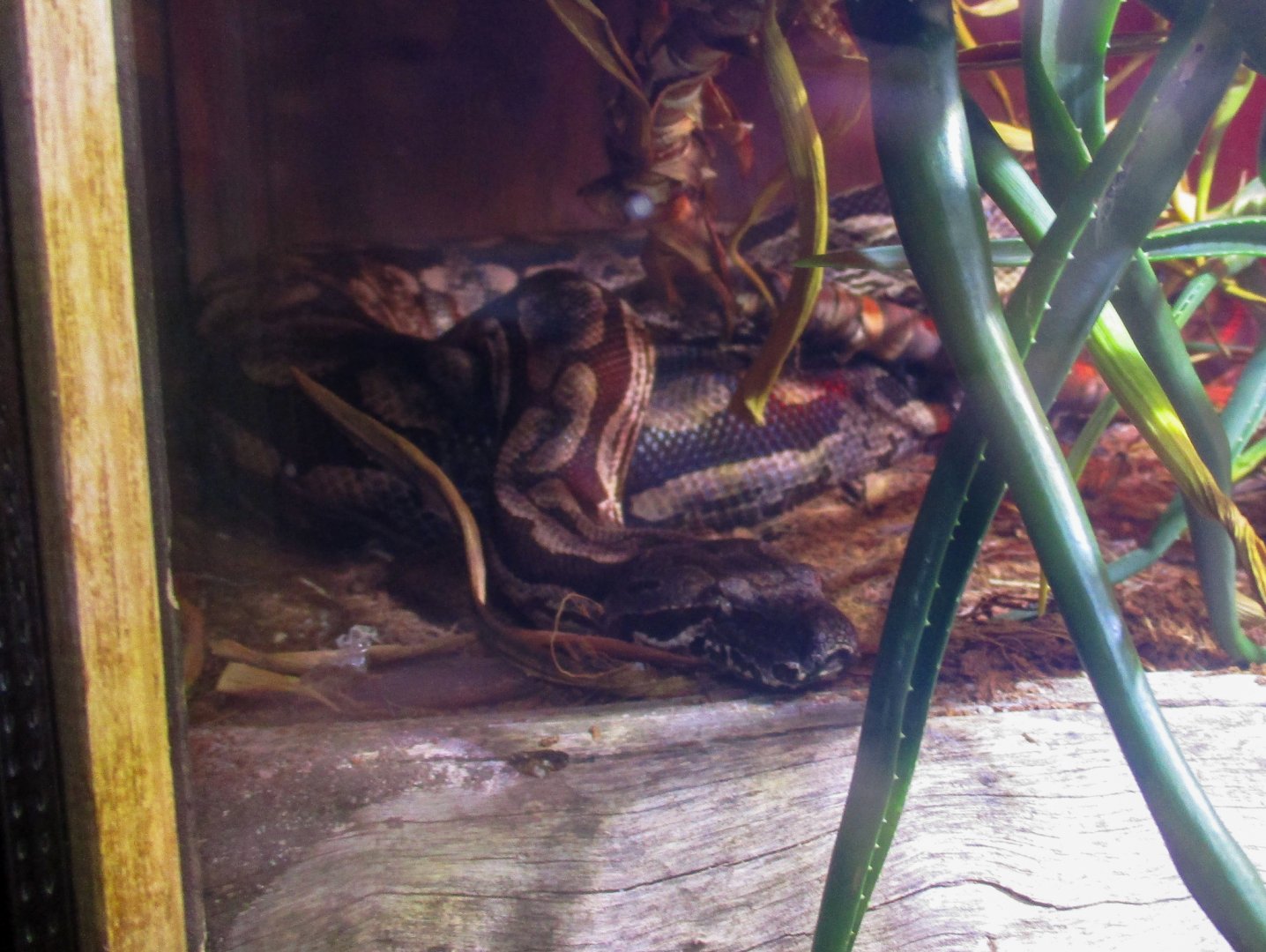 Dumeril’s Boa (Acrantophis dumerili) - June 2016