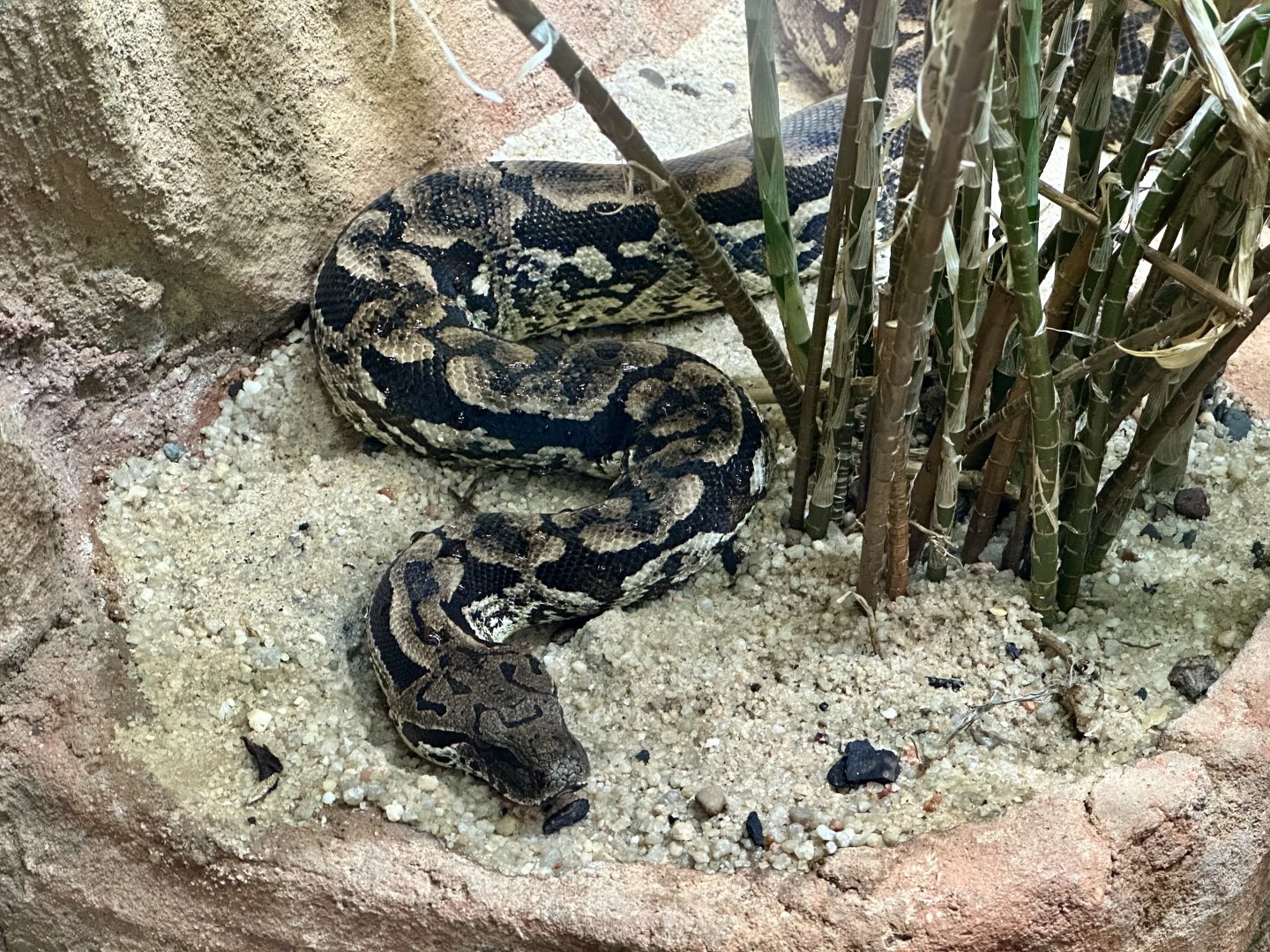 Dumeril’s boa (Acrantophis dumerili)
