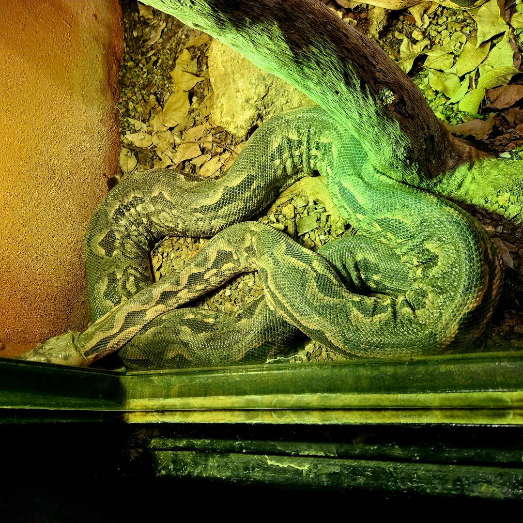 Dumeril's Boa (Acrantophis dumerili)