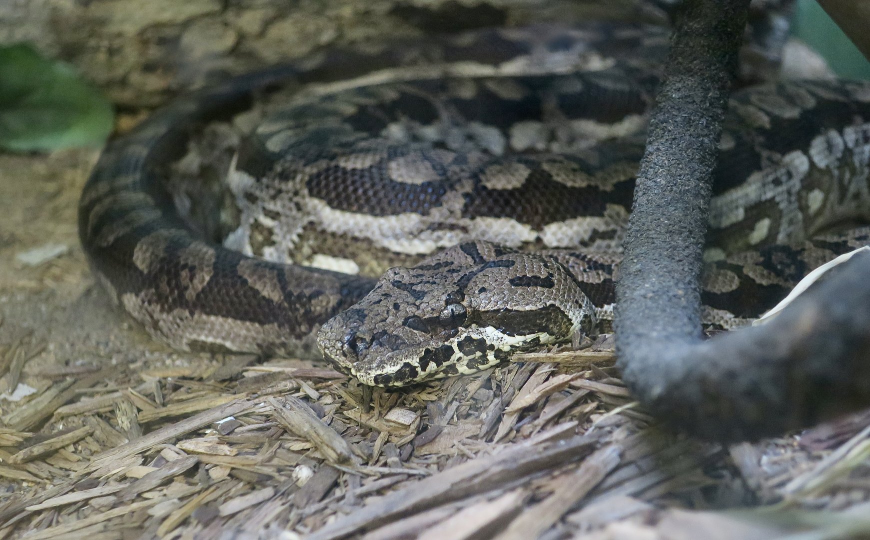 Dumeril's Boa (Acrantophis dumerili)