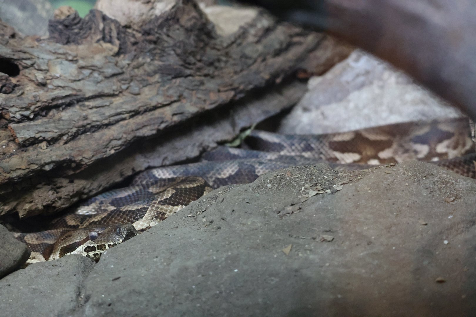 Dumeril's boa (Acrantophis dumerili)