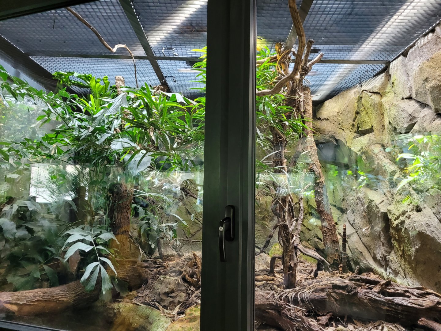 Dumeril's boa and Madagascar giant day gecko exhibit -Réserve Africaine de Sigean (2022)