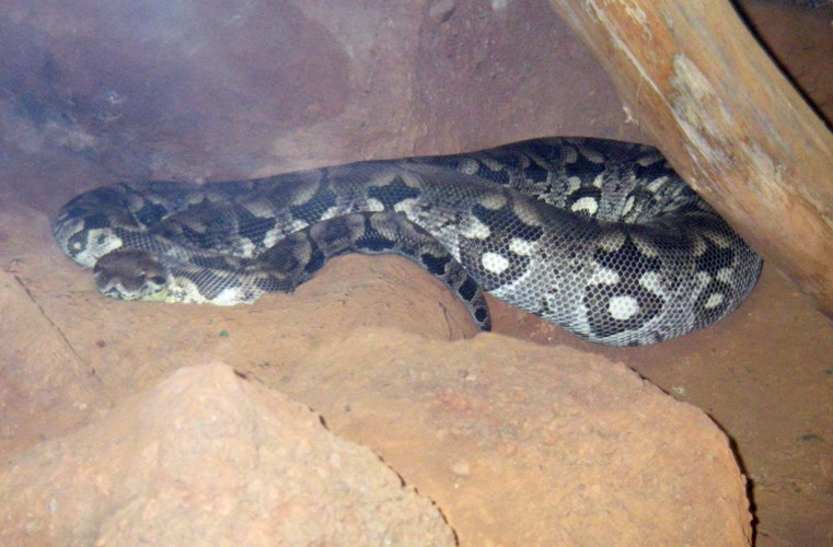 Dumeril's Boa (Boa dumerili)