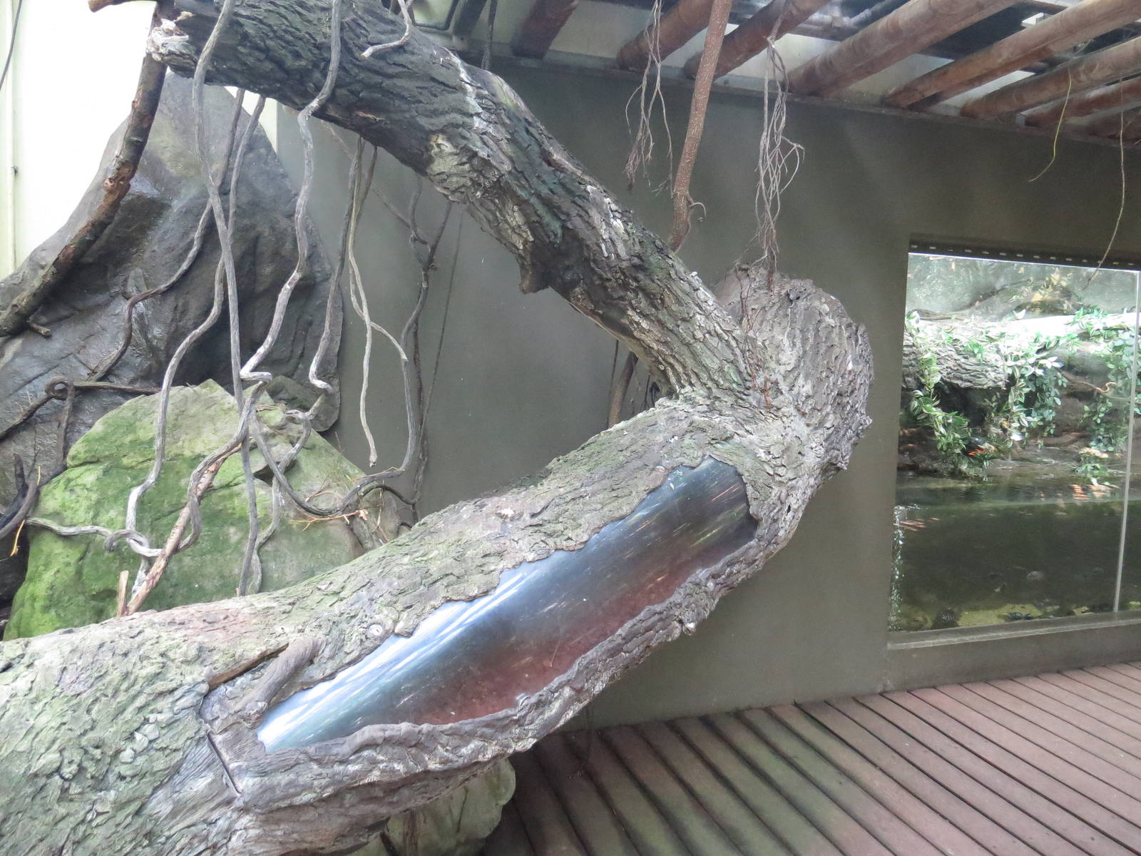 Dumeril's boa enclosure, June 2015.