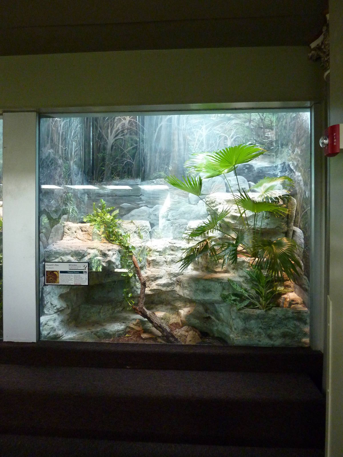 Dumeril's Boa Exhibit