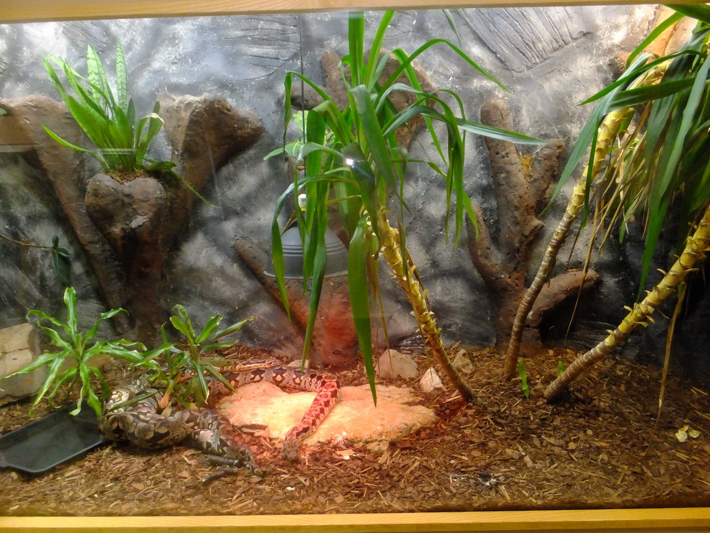 Duméril's boa exhibit