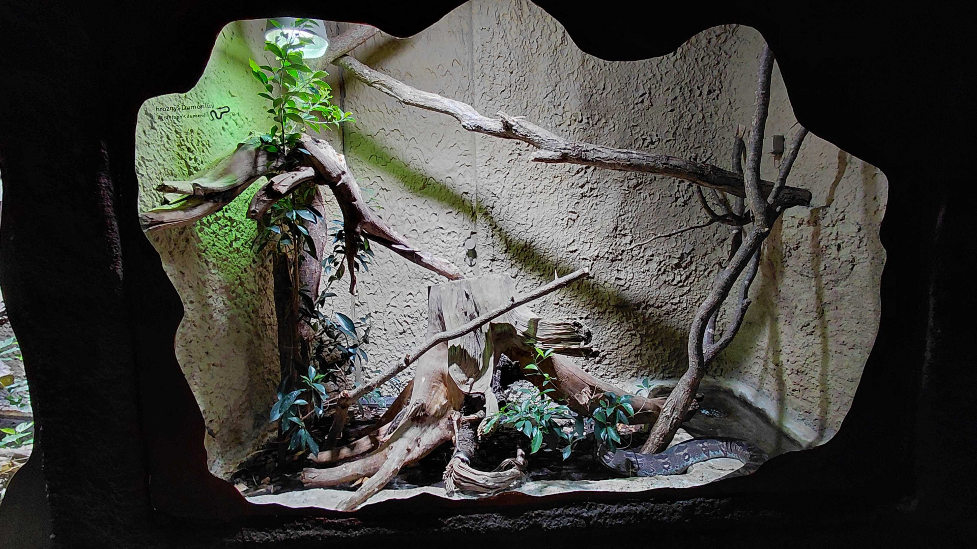 Dumeril's boa exhibit