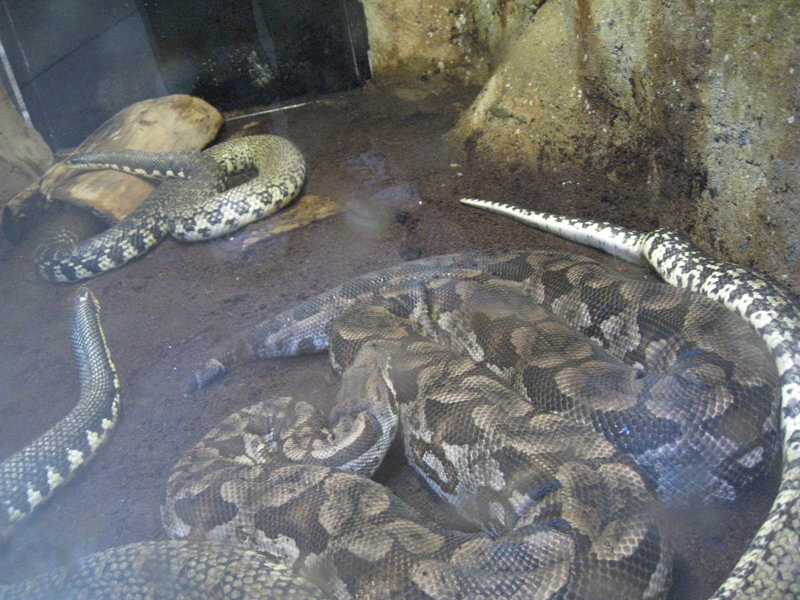 Duméril's boa/Malagasy Giant Hog-Nosed Snake